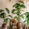 White Variegated Monstera Faux Tree - Large, Potted, Light Luxury Decor for Living Room