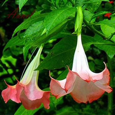 100 pcs a lot of Kinds Color Datura Plants Seeds Flower Plantas for Home Garden Planting