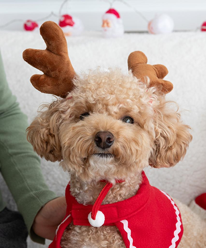 Lyubeullyusyab Christmas Pet Balaclava Hat Cape Set 2 Types 3 Sizes