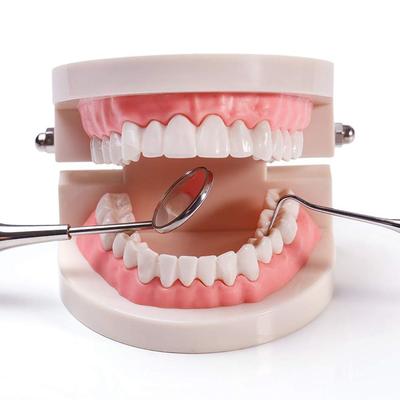 Study Typodont Demonstration Flesh Pink Gums Denture Model Standard Teeth Model Teeth Model