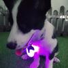 Rotating Dog Collar Light 4 Modes IPX8 Waterproof USB Rechargeable Dog Light
