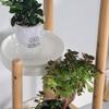 Multi-layer Floor Standing Flower Rack