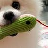Corduroy Snake Dog Toy Soft Chew Toy Puppy Teething Toy Stuffed Green Snake