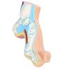 Human Foot Model for Teaching Adults Anatomy Model Research Muscle Display Explain Accessories(Arch Foot)