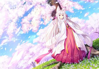 Ruri Sakura Regular Version