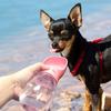 Travel Puppy Big Dog Cat Drinking Bowl Convenient Pet Water Bottle for Dogs Animals Kettle Feeder Container mascotas Accessories