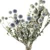 Blue Planet Dried Blue Thistle Flower Bouquet for Wedding, Arrangement, Home or Living Room Decor