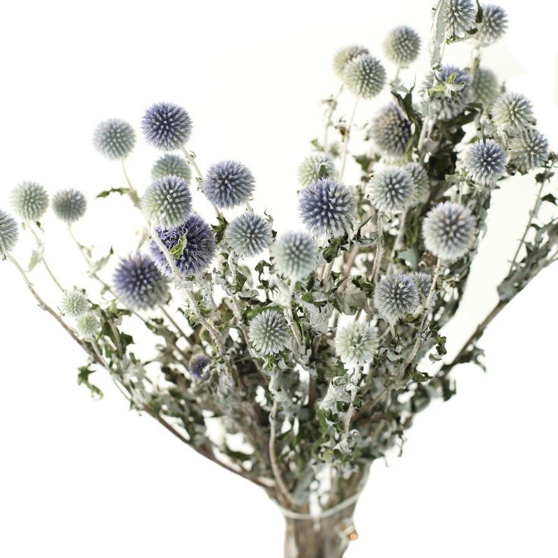 Blue Planet Dried Blue Thistle Flower Bouquet for Wedding, Arrangement, Home or Living Room Decor
