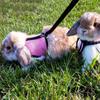 Stylish Rabbit Harness and Leash Set Breathable Pet Chest Strap Pets Supplies Pet Harness  Bunny