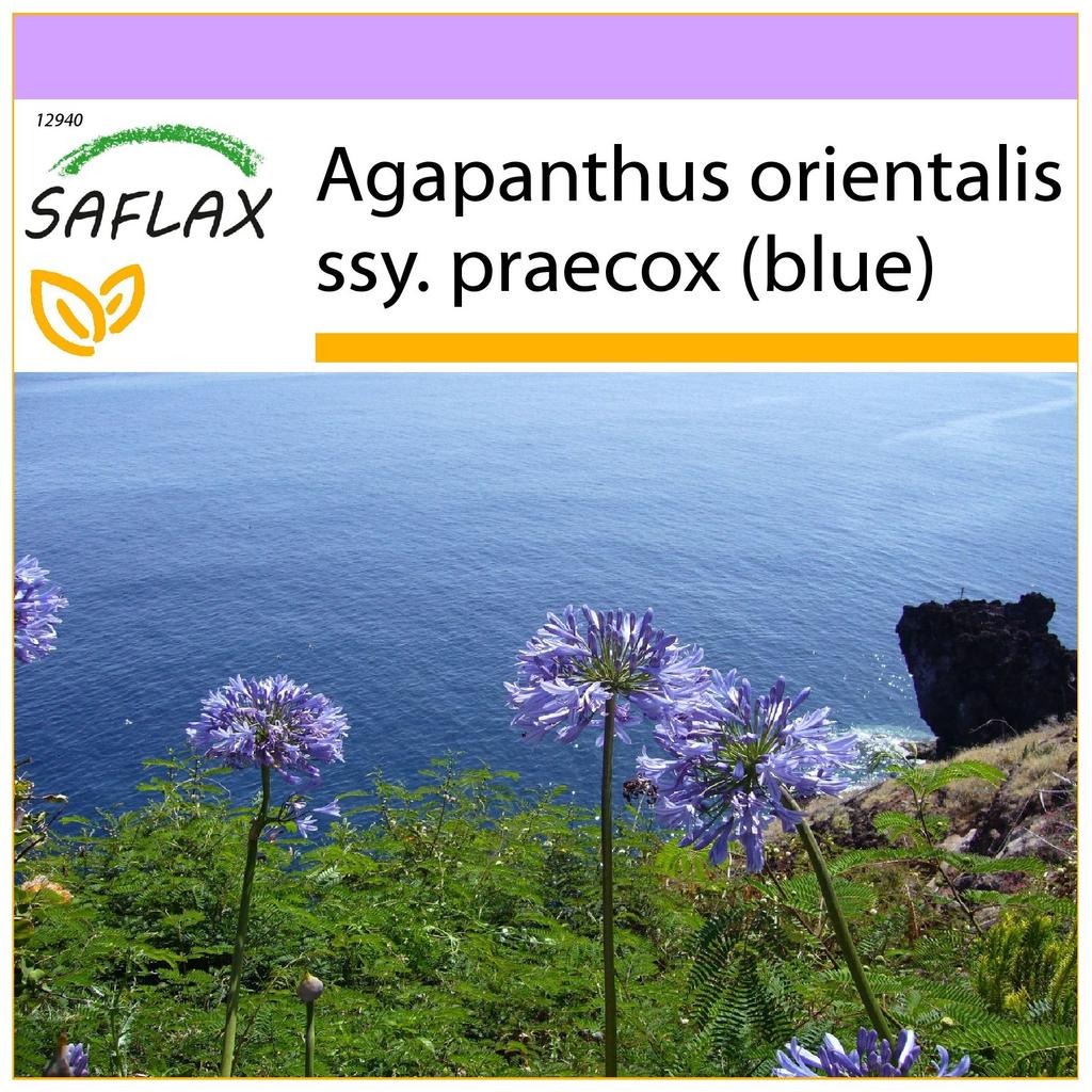 SAFLAX Africká lilie - 50 semen - Agapanthus orientalis