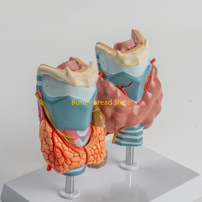 W89C Anatomical Auditory Organ Model with Removable Parts, for Lecture Report