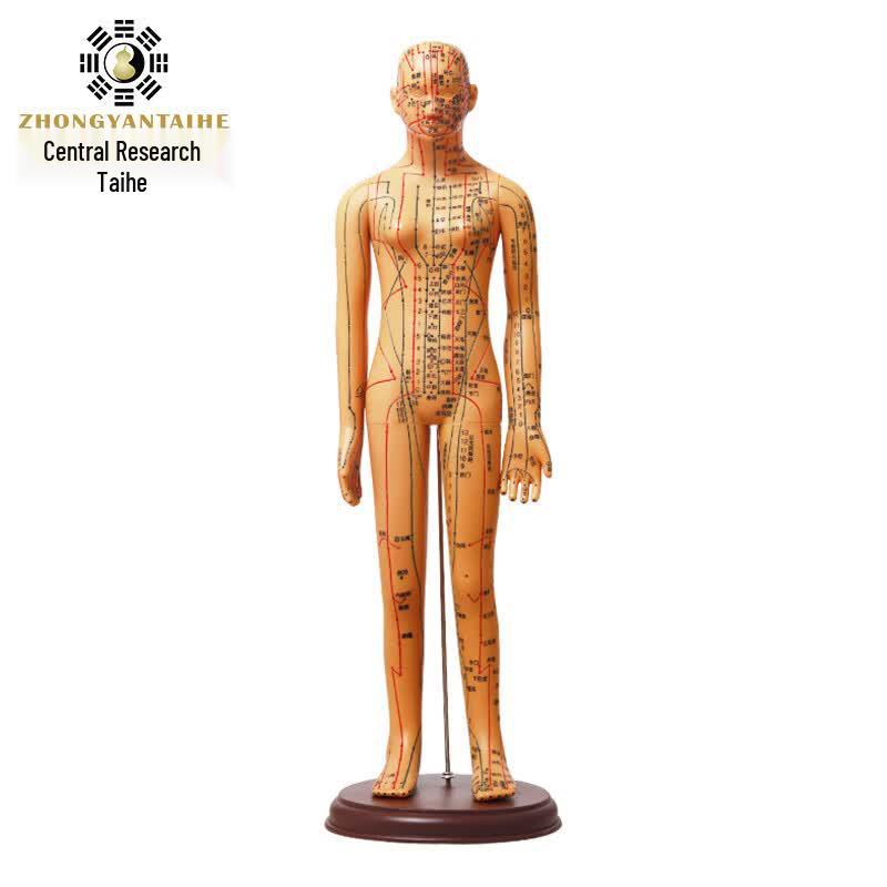 Human Acupuncture Meridian Acupoint Practice Model