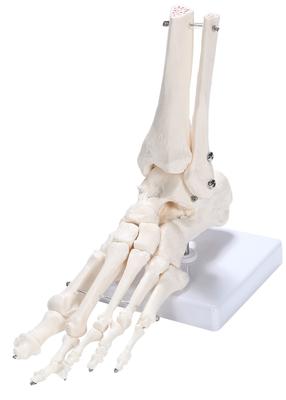 picoLab Foot Skeleton Model, Foot Bone Model, Foot Bone Model, Toes, Left Foot