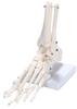 picoLab Foot Skeleton Model, Foot Bone Model, Foot Bone Model, Toes, Left Foot