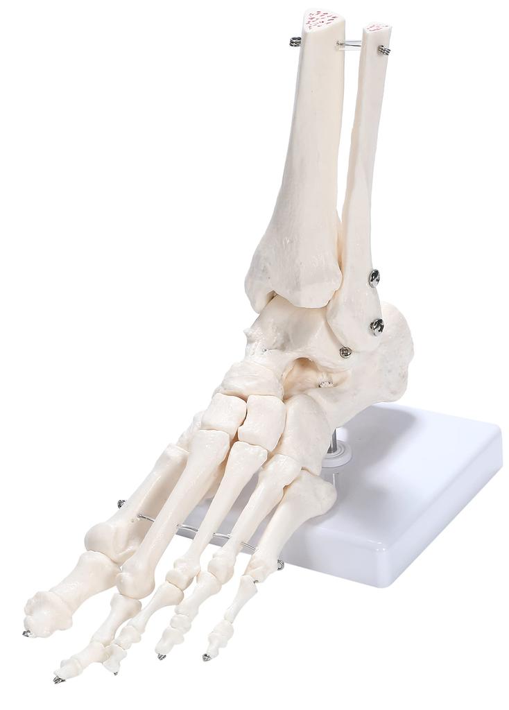 picoLab Foot Skeleton Model, Foot Bone Model, Foot Bone Model, Toes, Left Foot