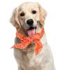 Instant  Bandana Ice Towel Pet Collar Summer Scarf For Small And Medium Dogs