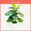 Planta Artificial Ficus Pandurata Hance Com Folhas de Plástico Para Decoração de Casa e Presente