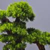 New Chinese Style Artificial Welcoming Pine Bonsai Artificial Tree Desk Decor for Living Room Entryway Hotel Home Office Gift