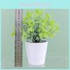 Rehd Sinica Buxus Eucalyptus Robusta Potted Plant Indoor Decor Home For