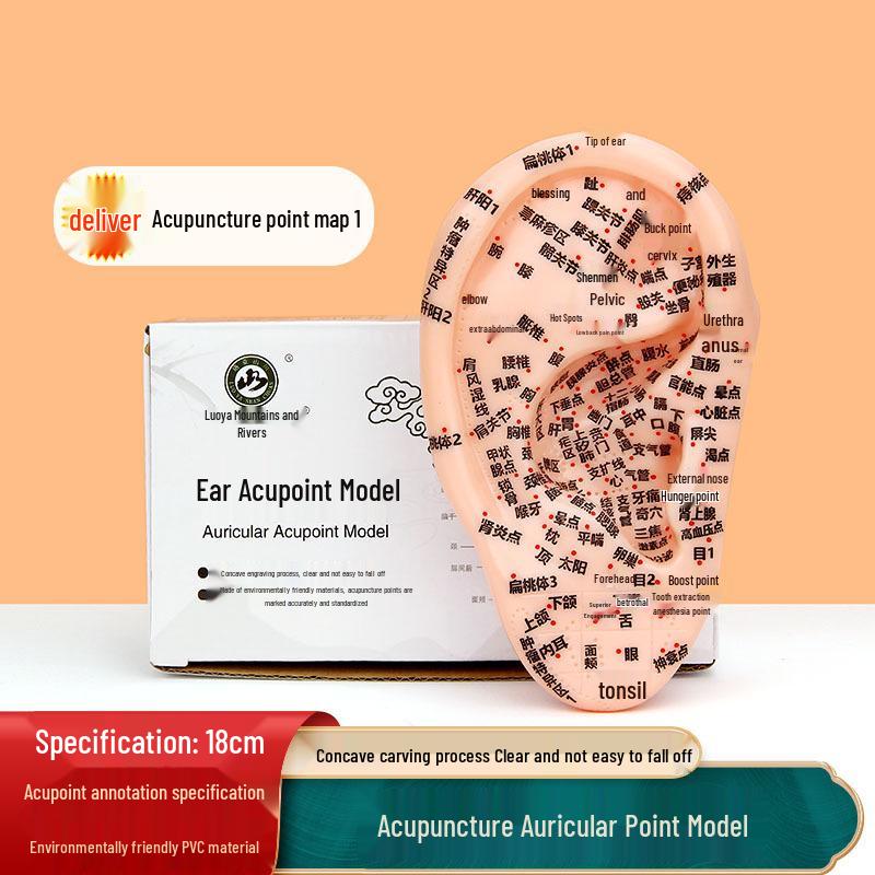18cm Ear Acupuncture Meridian Model PVC