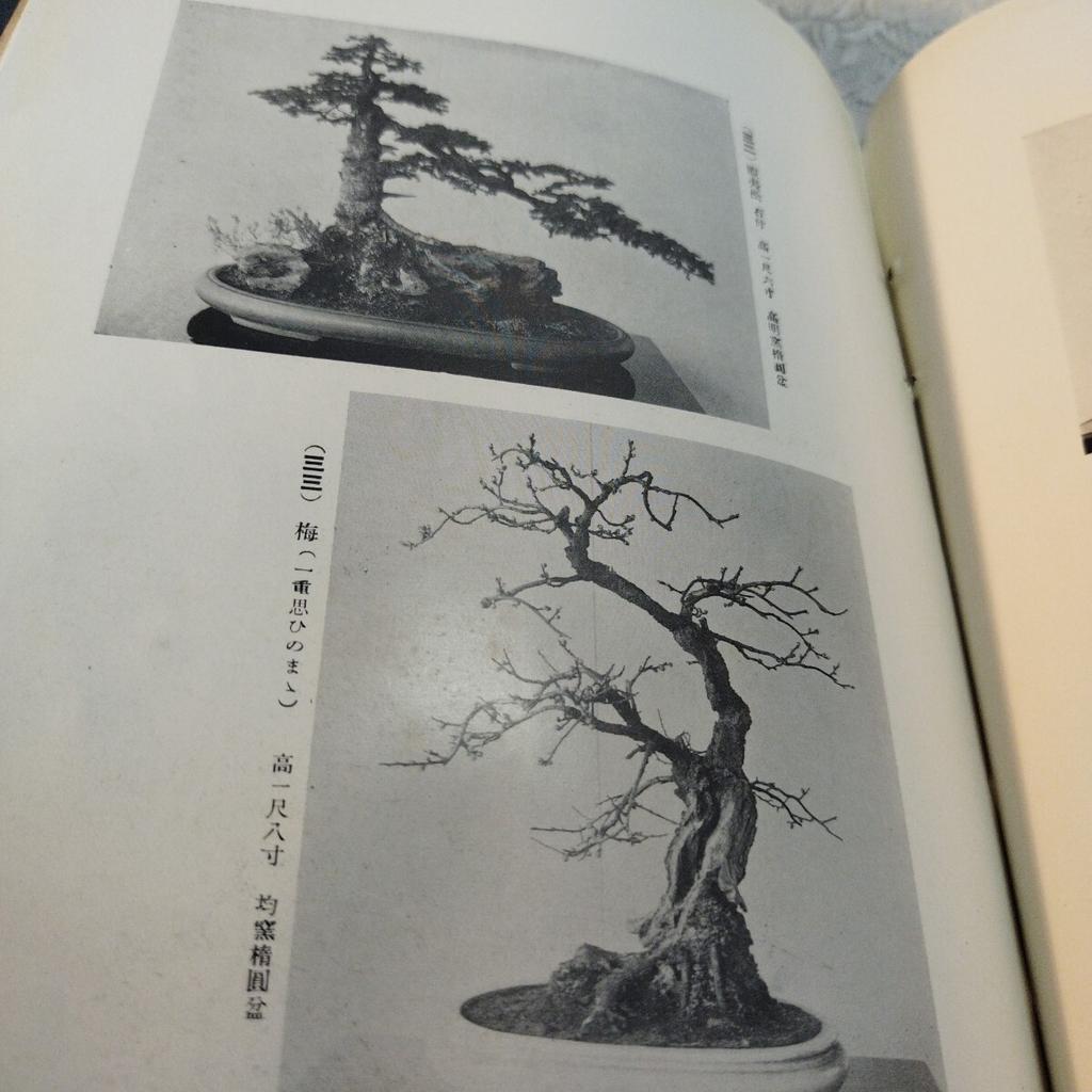 [USED] Antique Book Watanabe Family Bonsai Exhibition Catalog Japan Vintage Japan Store