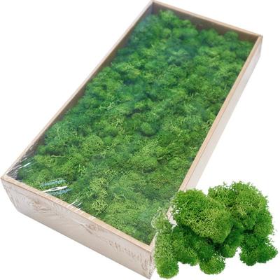 20g Musgo de Flor Falsa Grama Planta Verde Artificial Imortal Sala de Estar Decorativa Parede Acessórios de Flor DIY