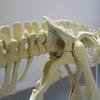 Youngsters High-Standard-Quality Boys Self-Assembly High-Quality Large High-Quality Dinosaur High-Quality Skeleton High-Quality Coloring Play Sets