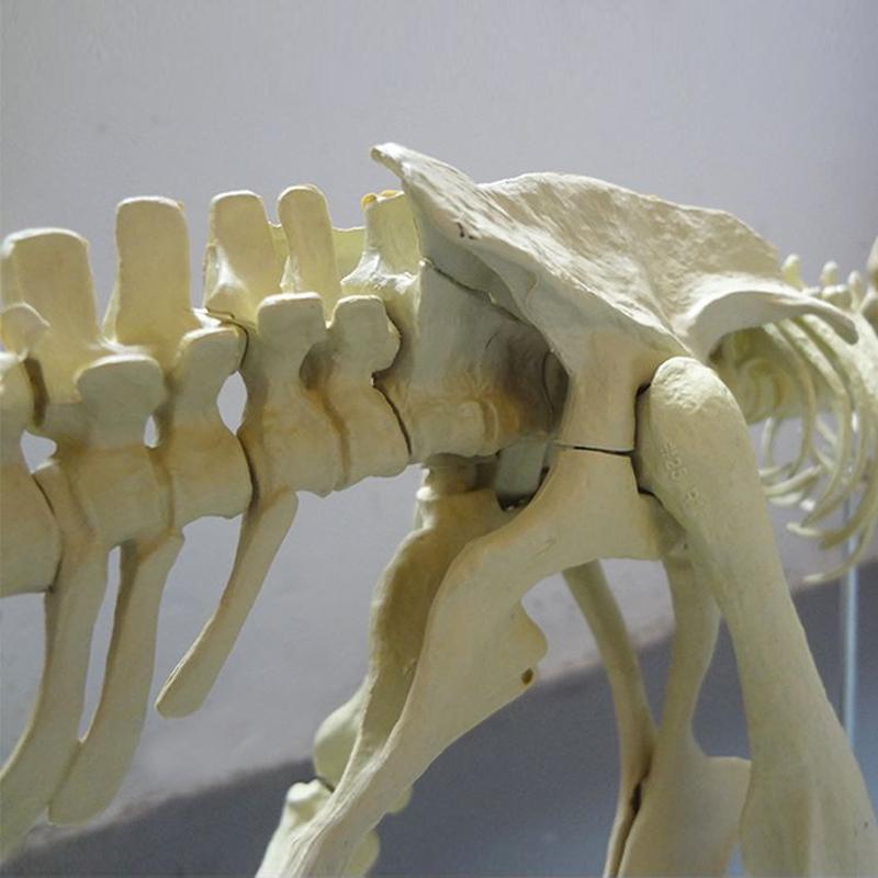 Youngsters High-Standard-Quality Boys Self-Assembly High-Quality Large High-Quality Dinosaur High-Quality Skeleton High-Quality Coloring Play Sets
