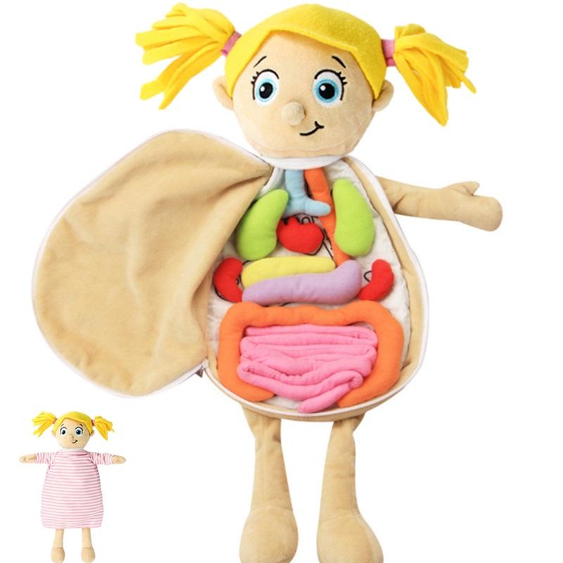 Human Body Model Anatomy Doll Soft Doll Toy Anatomical Medical Internal Organs Awareness Learn Early Education Toy For Preschool