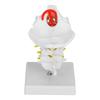 1:1 Human Cervical Vertebra Arteria Spine Spinal Nerves Anatomical Model Anatomy for Science Laboratory