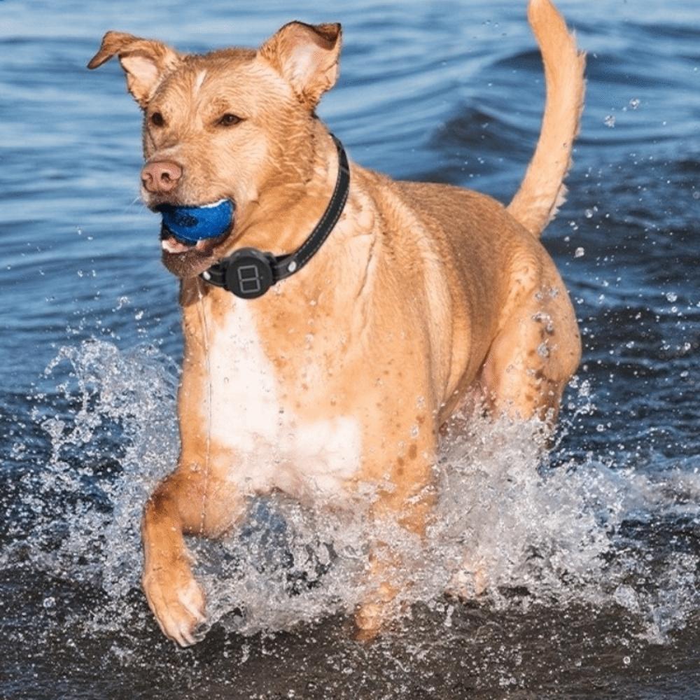 Remote Control Smart Dog Anti Bark Device Rechargeable Dog Training Collar  Dog Accessories