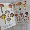 [USED] 1972 Czech Mushroom Encyclopedia, Foreign Book, Antique Book