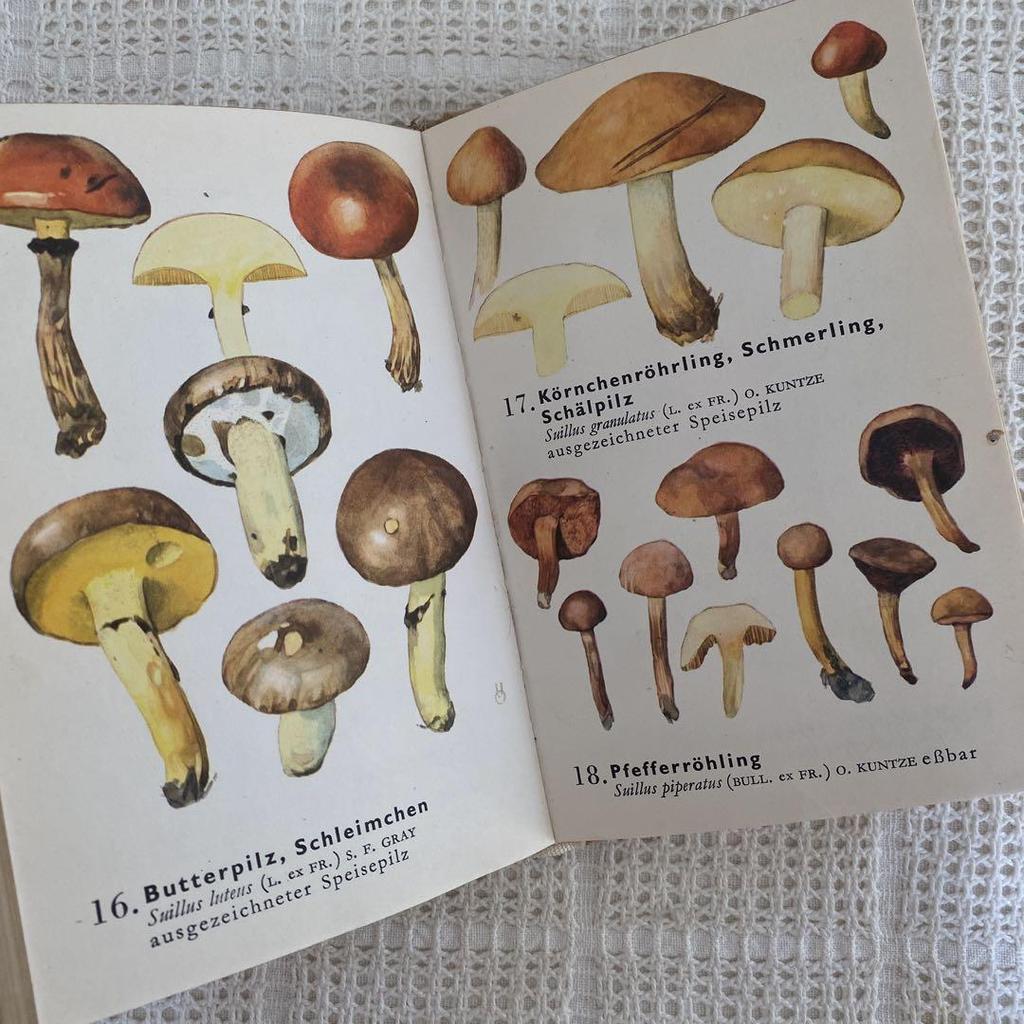[USED] 1972 Czech Mushroom Encyclopedia, Foreign Book, Antique Book