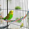 Bird Rope Perch Interactive Colorful Swing Toys Cockatiel Perch Bird Cage Swing Toys For Parakeet Conure Canaries Hamster Indoor