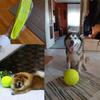 9.5 Inch Tennis Ball Large Dog Tennis Ball Pet Balls for Dogs for Outdoor/Indoor Sports Dog Gift Training Supplies