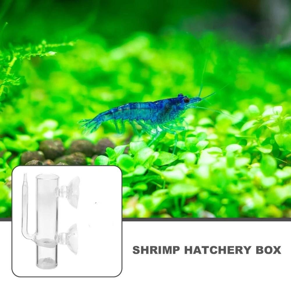 Smooth Glass Shrimp Hatchery Transparent Aquarium Breeding Tube Fish Tank Rearing
