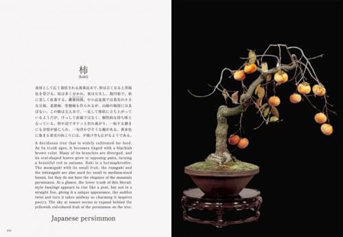 Bonsai Bonsai New Edition