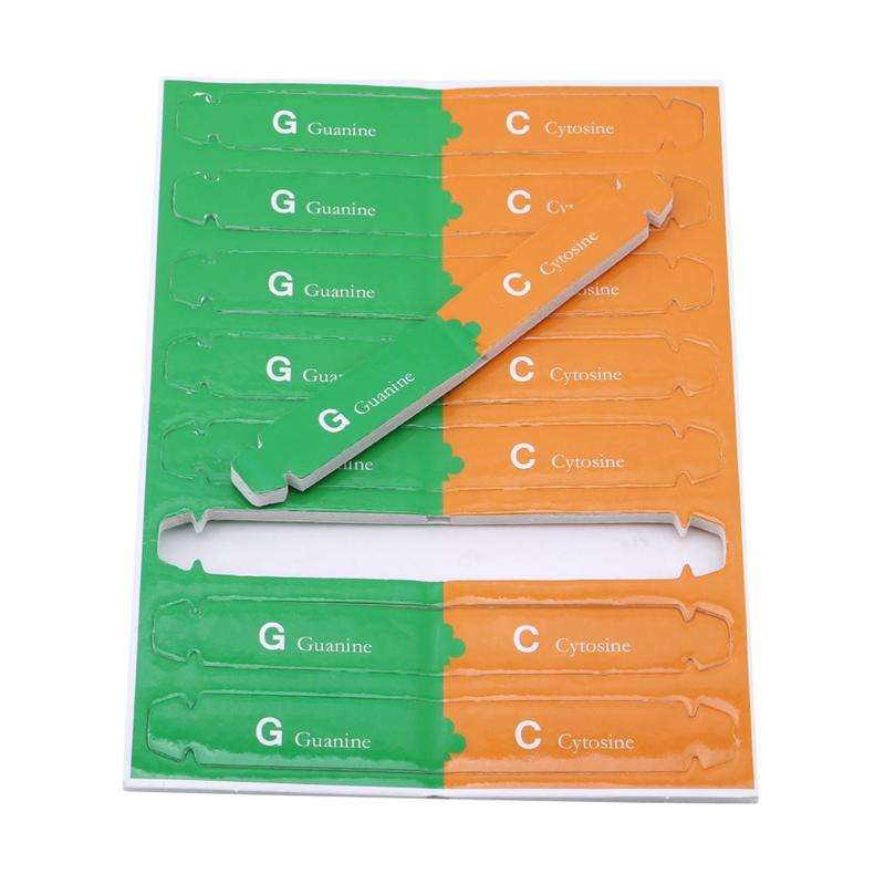 DNA-Doppelhelix Wissenschaftspopularisierung Lehrmodelle Lehrmittel Früherziehungsspielzeug Menschliche Gene Für Kinder Testkit
