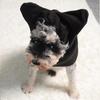 Cozy Solid Color Dog Hat - Cute Fleece Pet Headgear
