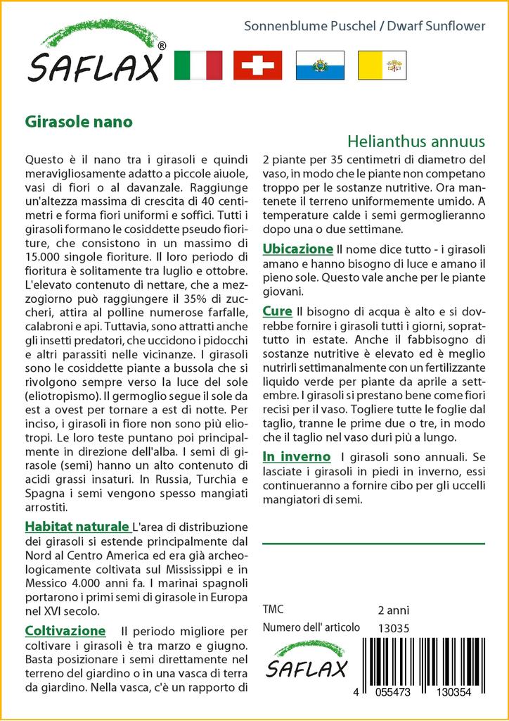 SAFLAX Cüce Ayçiçeği - 40 tohum - Helianthus annuus