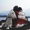 Coperta da tiro con motivo Bullterrier inglese, coperta da tiro con motivo divano, coperta di peluche, coperta portatile, morbida, per casa, auto, copriletti