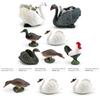 Bird Model Collection Featuring Greenheaded Duck And Gray Duck For Home Decor And Educational Use