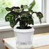 Self Watering Plant Pots Indoor Plants Planter with Reservoir Clear Plastic Round Flower Pot with Wick Ropes for Succulents Herbs Flowers Office Home