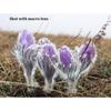 58MM Wide Angle Lens with Macro 0.45x for Insects for Butterfly Flowers Shooting