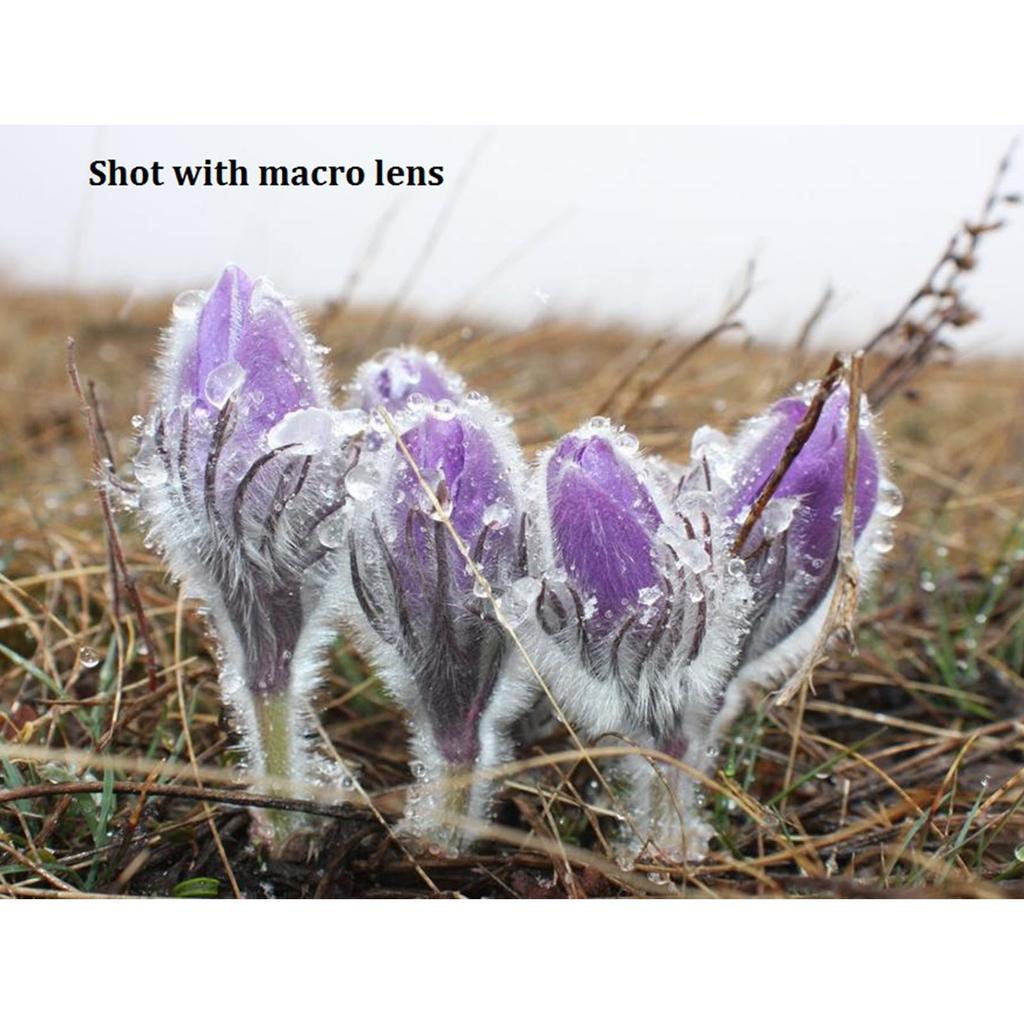 58MM Wide Angle Lens with Macro 0.45x for Insects for Butterfly Flowers Shooting