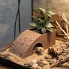 With Moss Tray Reptile Hideout Cave Anti Drowning Water Dispenser Reptile Feeding Box  Pet Breeding