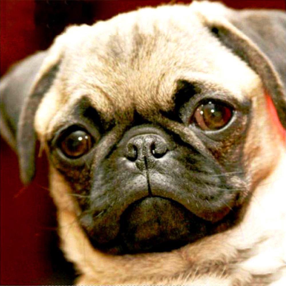 Diamantové vyšívání Dog Cross Stitch Full Drill Square Diamond Painting Animal Mosaic Decor for Home