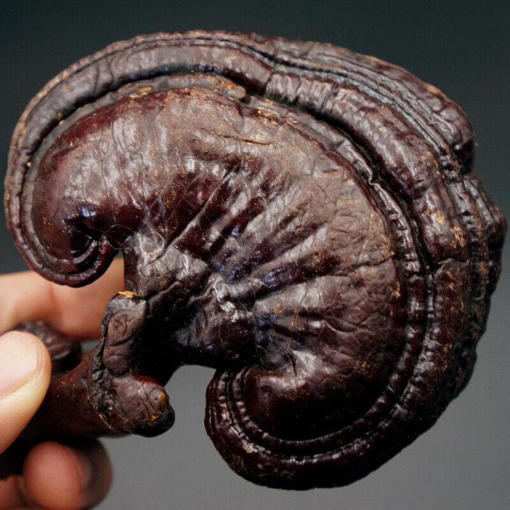 Ciupercă Reishi Violet Organic Sălbatică 500g Ceai Herbal pentru Sănătate