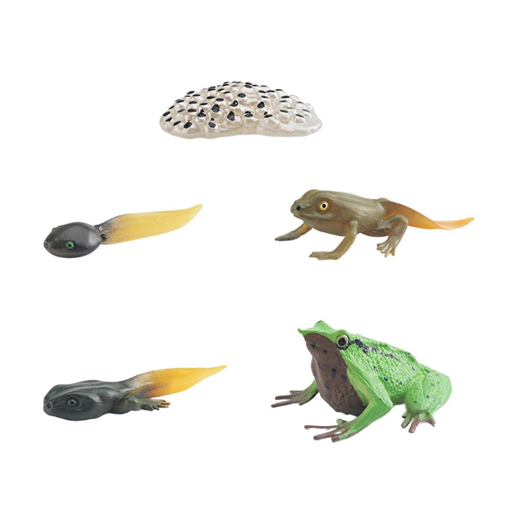 Life Cycle of Frog Toys Montessori Teaching Tools Animal Figurines Toy Biology Model