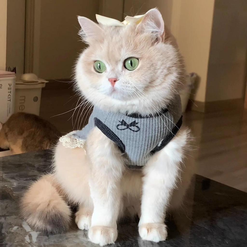 Trendy Lace Patchwork Gold Gradient Vest for Cats & Small Dogs